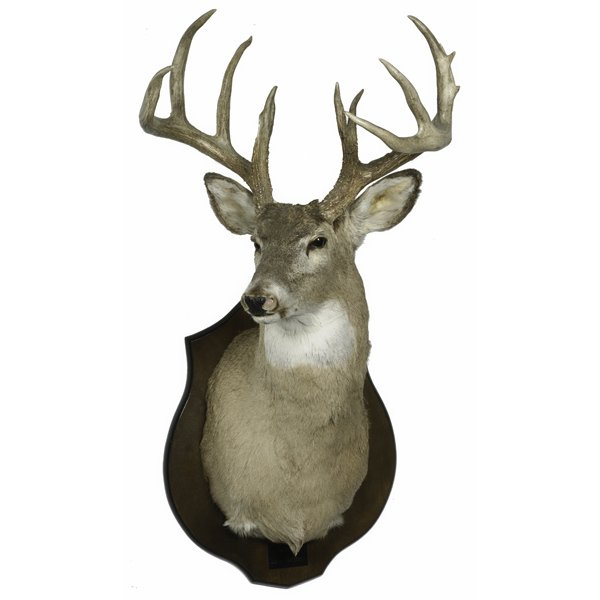 Deer Head Mount >> Us White Tail Deer Head Mount Twelve Pointer Cowan S Deer Head Mount >> Us White Tail Deer Head Mount Twelve Pointer Cowan S